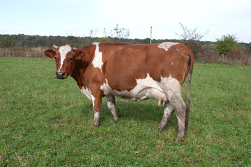 Naklejka premium Brown and white cow looking directly at the camera while standing sideways in a green pasture, showing strong build and natural farming conditions.