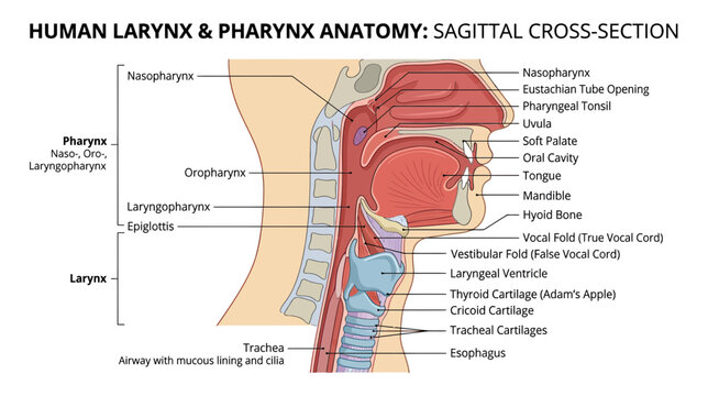 Human Larynx and Pharynx Anatomy: Sagittal Cross-Section Diagram