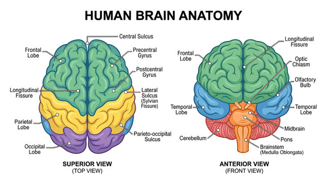 Human Brain Anatomy: Superior and Anterior Views