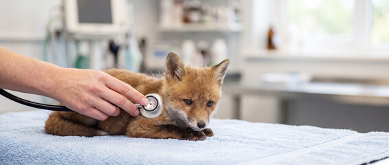 Fototapeta premium Young red fox cub examined by veterinarian with stethoscope on clinic towel
