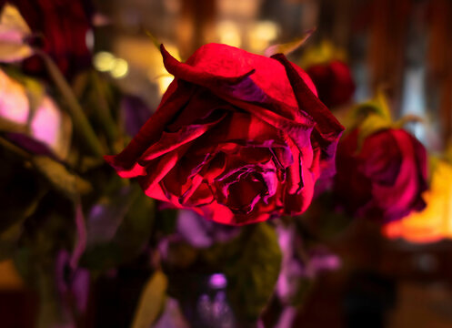 Red rose drooping in bouquet, nobody