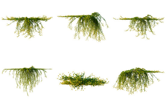 Set of Lysimachia nummularia tree, elevation, front view, cutout, transparent background, isolate, Variety of cascading plants - Detailed 3D rendering for your design projects and visual assets