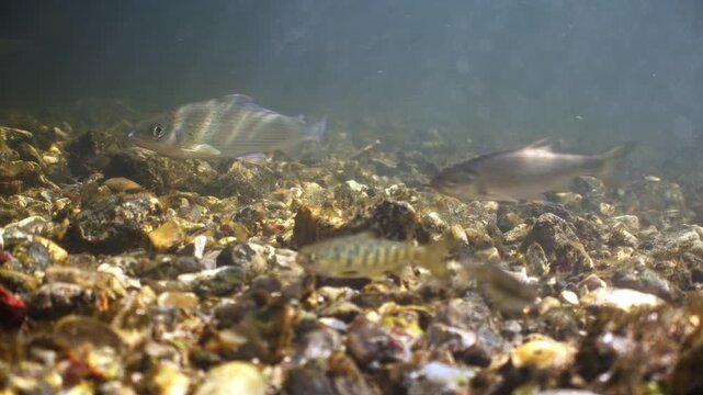 Underwater shot of Grayling fish swimming in the River Avon, Wiltshire, UK