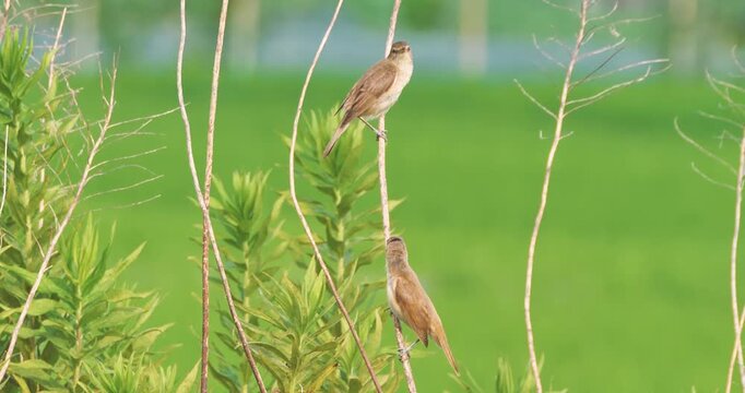 oriental reed warbler bird begs for food from parent on the dried plant in the field	