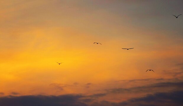 Birds fly high in the orange burning sky in beautiful sunset and dramatic clouds, birds in flight background