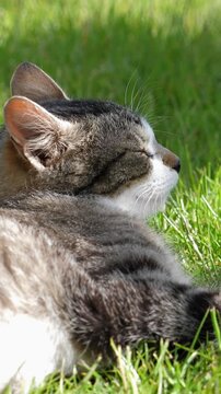 Cat lying on green grass at the garden. Summer time. Vertical footage