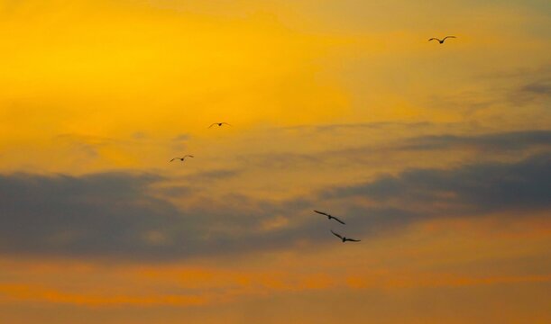 Birds fly high in the orange burning sky in beautiful sunset and dramatic clouds, birds in flight background