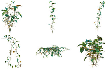 Set of Philodendron scandens-Sweeth tree, elevation, front view, cutout, transparent background, isolate, Variety of cascading plants - Detailed 3D rendering for your design projects and visual assets © DH Tree Stock
