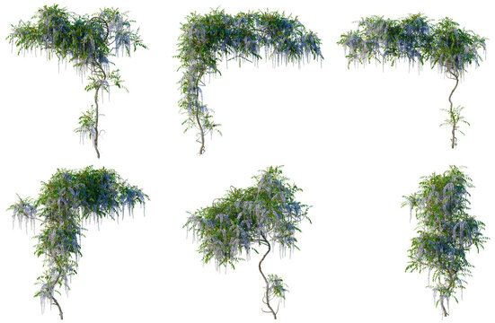 Set of Wisteria sinensis tree, elevation, front view, cutout, transparent background, isolate, Collection of Weeping Trees with Dangling Roots - Nature's Elegant Cascade