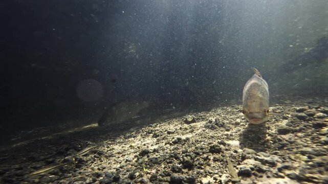A group of large Common Rudd fish swim and feed in the River Avon near Salisbury, UK	