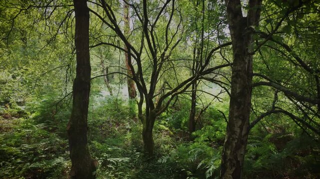 Exploring Broc&eacute;liande Forest in France
