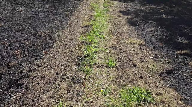 view of a path after a controlled or prescribed burn. risk mitigation or forest health theme. video.