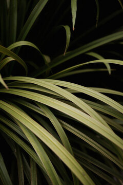 Close up of long green tropical leaves on dark background
