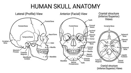 Human Skull Anatomy Diagram: Lateral, Anterior, and Cranial Views © Ulfi