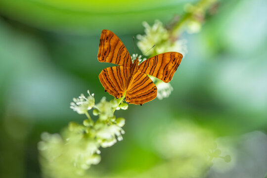 The common Maplet (Chersonesia risa) standing on a leaf, this orange stripped butterfly is living in Pang Sida National Park, Sa Kaeo Province, Thailand
