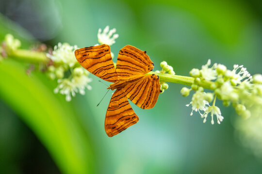 The common Maplet (Chersonesia risa) standing on a leaf, this orange stripped butterfly is living in Pang Sida National Park, Sa Kaeo Province, Thailand