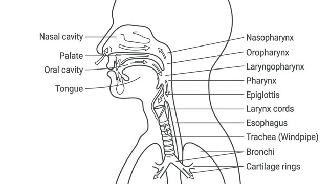Anatomical diagram of the human respiratory system showing internal structures and labeled parts.