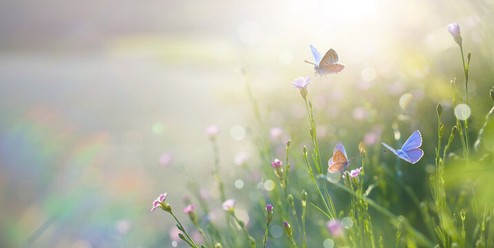 Blue butterflies on pink wildflowers, sunlit meadow banner with bokeh and sun flare, spring summer background with copy space