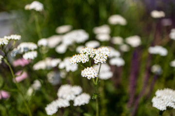 White yarrow flowers blooming in summer field close up © night87