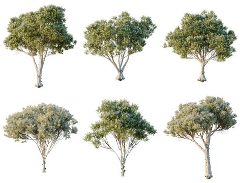 Set of Melaleuca linariifolia tree, elevation, front view, cutout, transparent background, isolate, Collection of Lush Green Trees with Autumnal Hues - Perfect for Landscapes and Design