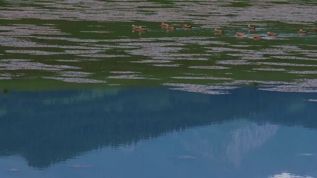 Flock of ruddy shelducks swimming on a calm mountain lake with scenic mountain reflection. Commercial background for travel, wild nature, and outdoor adventure concepts with copy space.