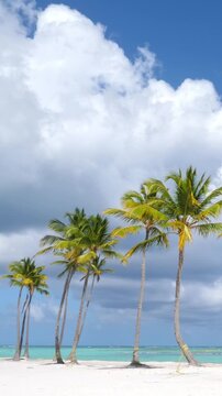 Pristine tropical shore with coconut palm trees and azure caribbean sea. Perfect travel landscape view. Vertical footage