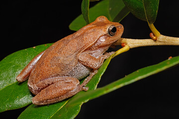 Obraz premium A pinewoods treefrog, Dryophytes femoralis, sitting on the leaf of a live oak tree
