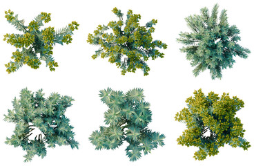 Fototapeta premium Set of Euphorbia rigida tree plan, top view, cutout, transparent background, isolate, Collection of Various Evergreen Shrubs - Perfect for Landscaping and Nature Designs