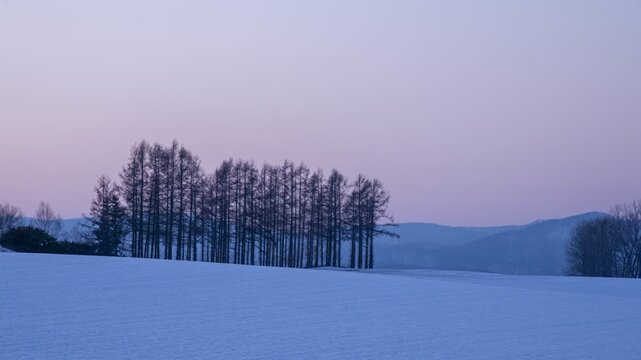 Winter landscape in Biei, Hokkaido at twilight with silhouetted larch forest and snow
