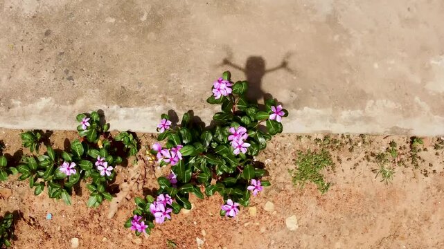Top view aerial shot of purple periwinkle flowers blooming beside concrete path in rural area.