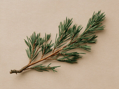 Single fresh green spruce branch isolated on a neutral light beige paper background