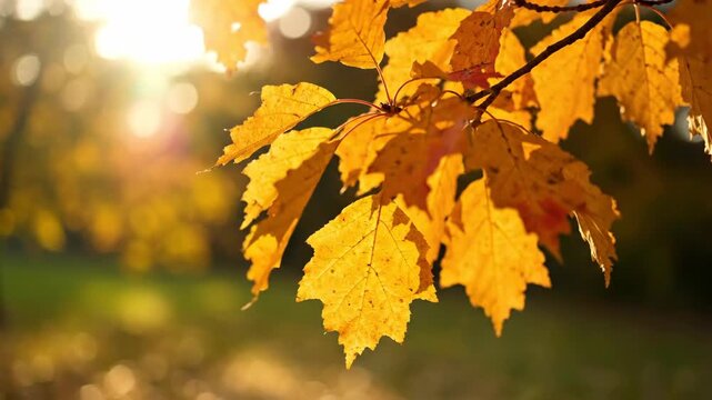 Golden autumn leaves on branch in soft sunset light