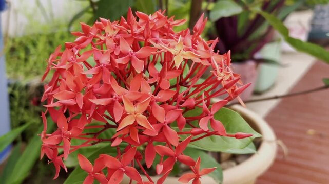 Vibrant red jungle geranium ixora coccinia flowers blooming in outdoor garden setting with gentle motion.