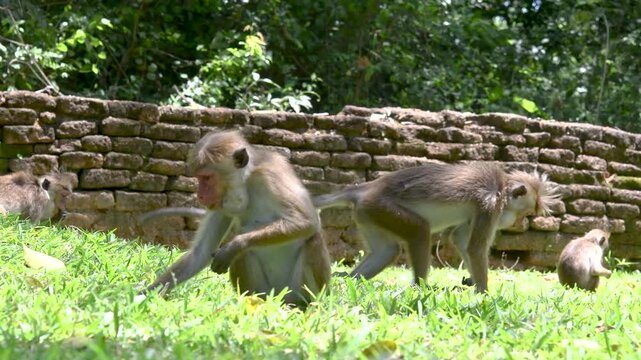 Family Group of Toque Macaques Feeding and Foraging Near Sigiriya Sri Lanka