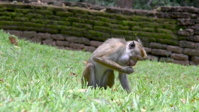 Toque Macaque Monkey Feeding on Grass Near Sigiriya Sri Lanka