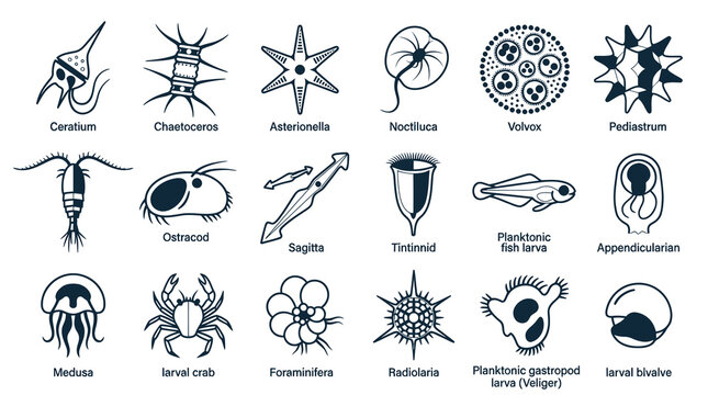 Marine Plankton and Microorganisms Line Art Icon Set. Diverse Ocean Life Forms for Biology Education