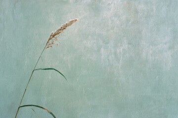 Obraz premium Minimalist grass against textured green wall