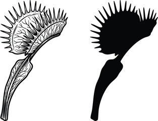 Detailed vector outline and bold silhouette illustration of a natural Venus flytrap predatory carnivorous plant © GraphicGrove