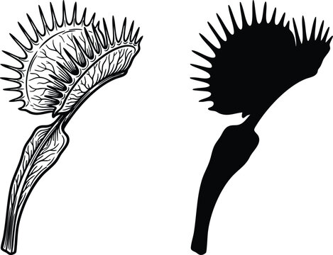 Detailed vector outline and bold silhouette illustration of a natural Venus flytrap predatory carnivorous plant
