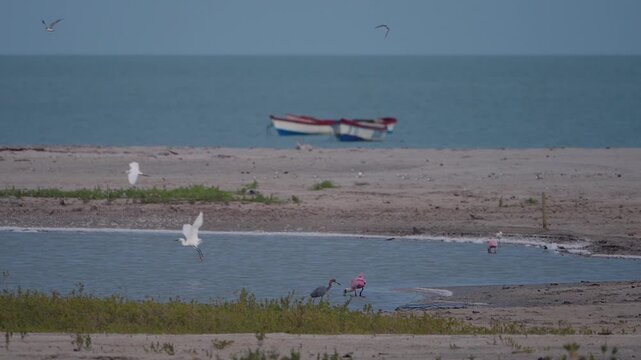 mixed flock of wading birds in a coastal wetland habitat
