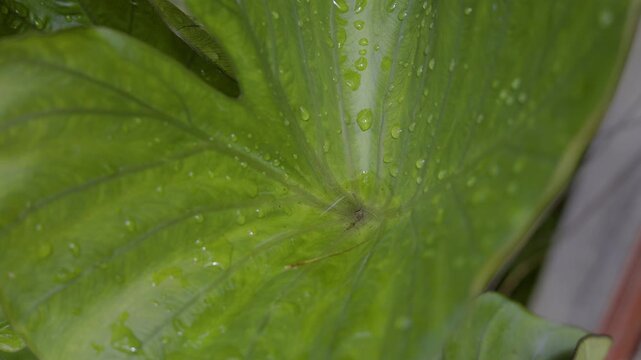 Water Droplets On Green Elephant Ear Leaf