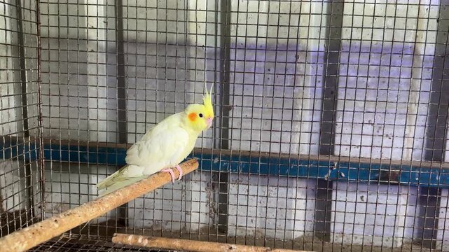 Beautiful lutino cocktail parrot perched on wooden rod inside metal wire cage.