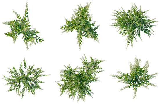 Set of  Cestrum nocturnum tree plan, top view, cutout, transparent background, isolate, Detailed Green Bushy Plants Collection - Perfect for Landscaping and Nature Design Elements