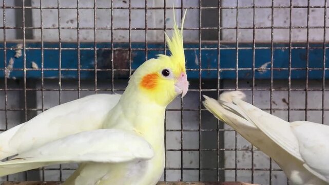 Two cute yellow cockatiel birds resting inside birdcage in pet shop.