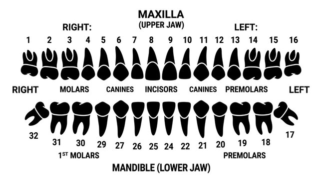 Dental anatomy, tooth chart, maxilla and mandible illustrations, dental icons, vector teeth diagram
