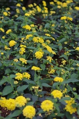 Obraz premium yellow flowers in the garden