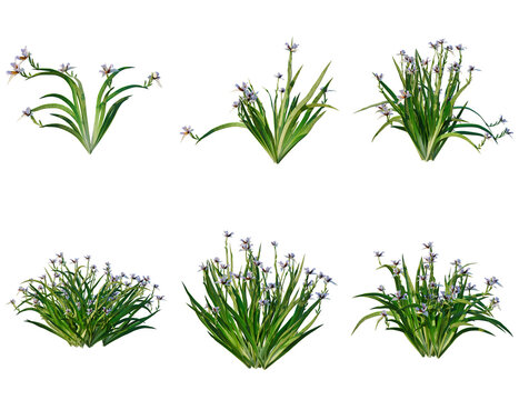 Set of Neomarica gracilis tree, elevation, front view, cutout, transparent background, isolate, Variety of ornamental grasses with delicate purple flowers - ideal for landscaping design elements.