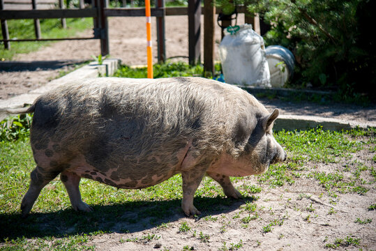 funny pig in a farm