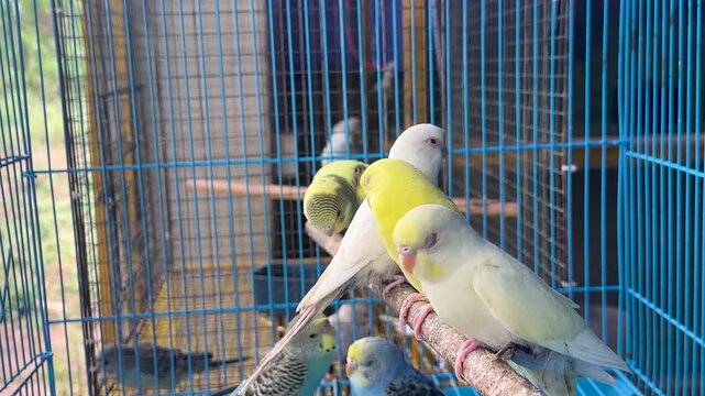 Group of colorful budgerigar birds sitting on wooden perch inside metal wire cage in captivity.