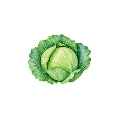 Obraz premium Watercolor cabbage illustration, Green cabbage head clipart on white background, hand-painted fall harvest vegetable element for print and farm market branding